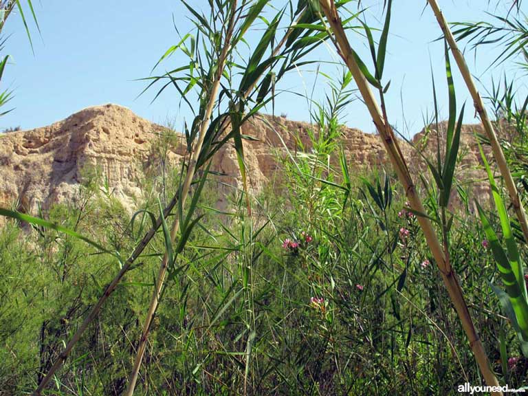 13 - Pictures Among Reeds. Guided tour of Chícamo River 