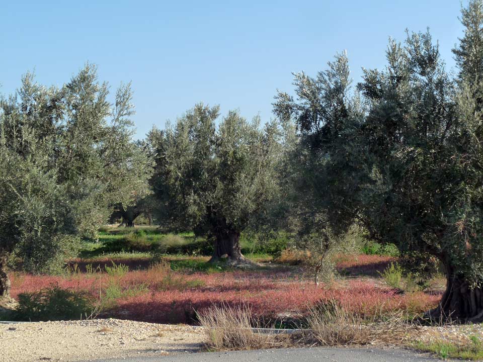 Panorámicas en Abanilla. Paraje elOlivar