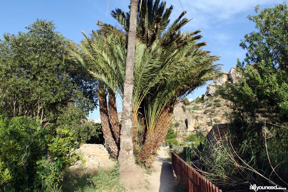 Waterwheel Route in Abarán, Murcia. Trail to the Hoya de D.García Waterwheel