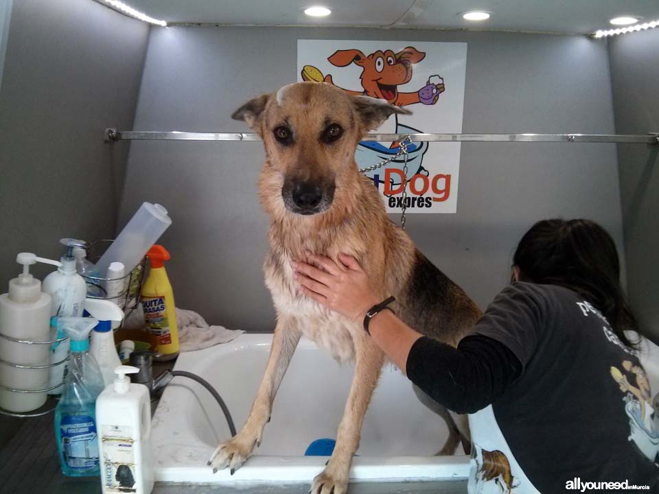 Peluquería Canina Móvil. Nos desplazamos a tu domicilio. Lavando a Pumba 