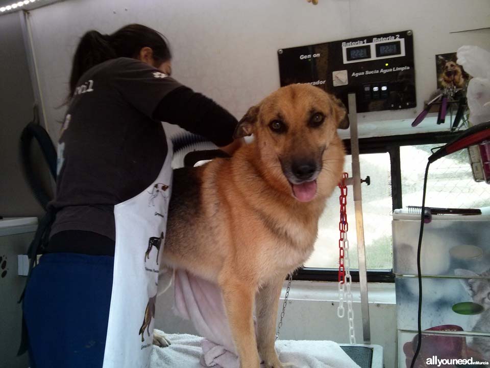 Peluquería Canina Móvil. Nos desplazamos a tu domicilio. Secando a Pumba 