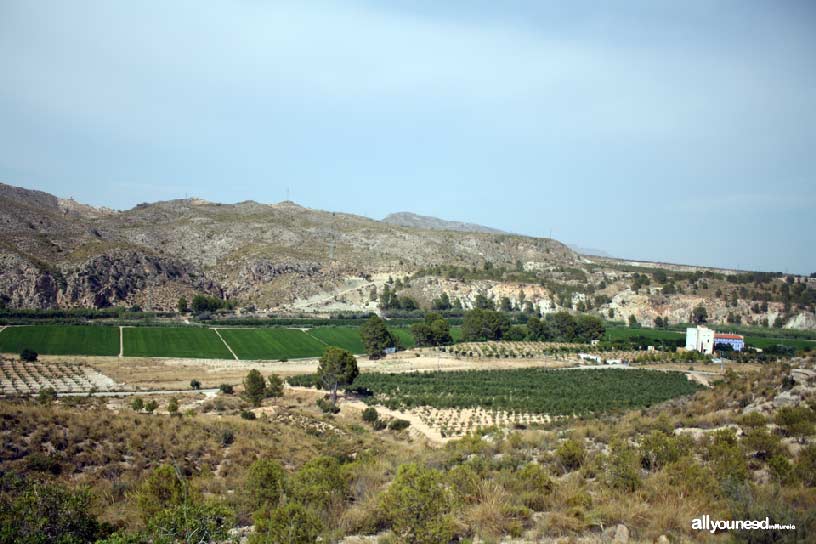 Campos de arroz de Calasparra. Mirador de las Lomas