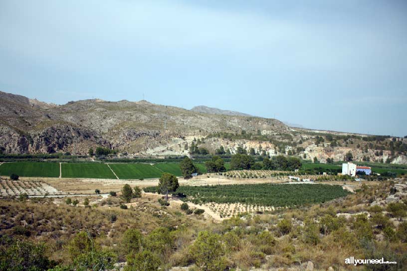 Campos de arroz de Calasparra. Mirador de las Lomas