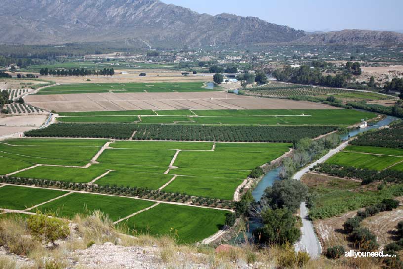 Campos de arroz de Calasparra. Mirador de las Lomas