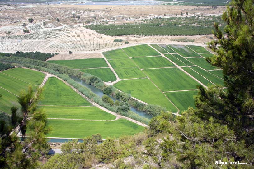 Campos de arroz de Calasparra. Mirador de las Lomas