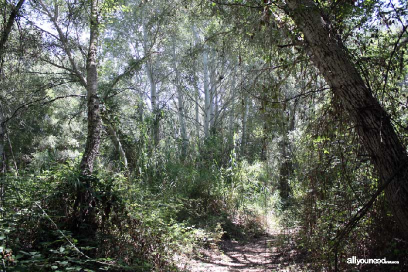 Sotos y Bosques de Ribera de Cañaverosa