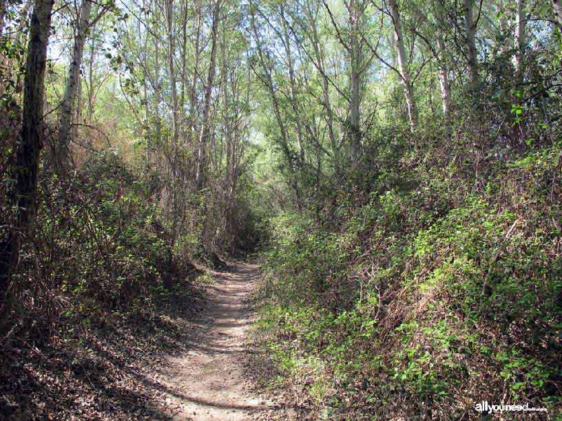 Sotos y Bosques de Ribera de Cañaverosa