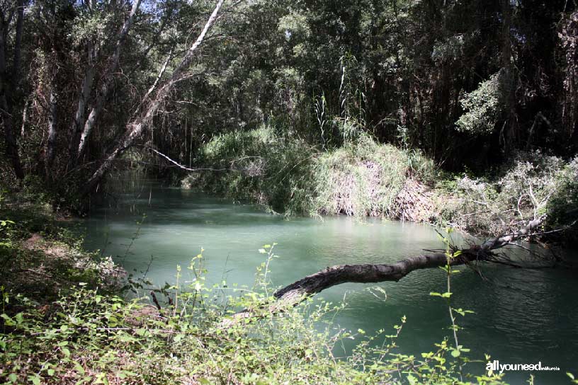 Groves and Forests of Cañaverosa Riverside