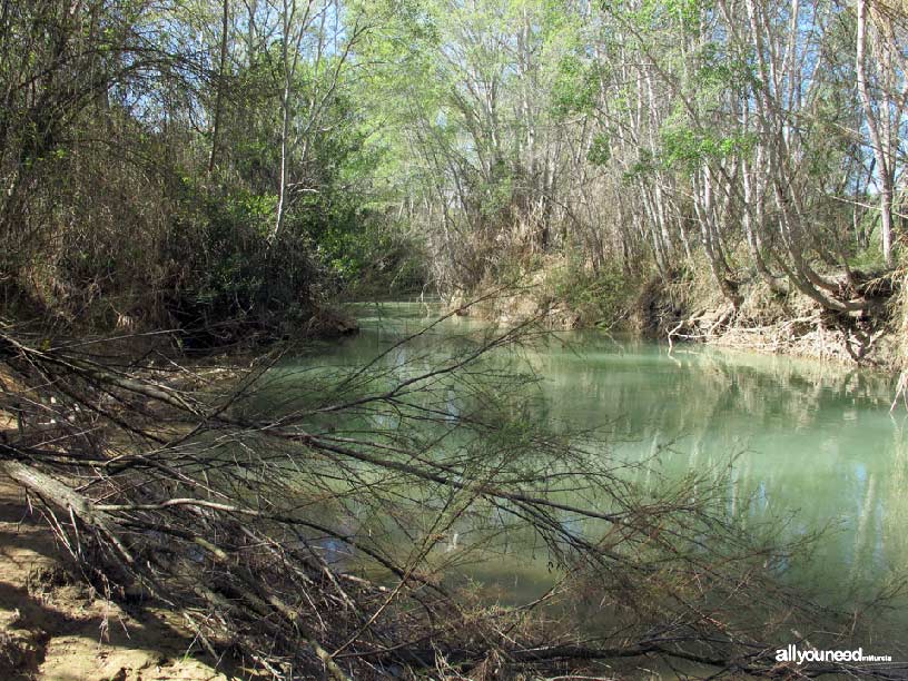 Sotos y Bosques de Ribera de Cañaverosa