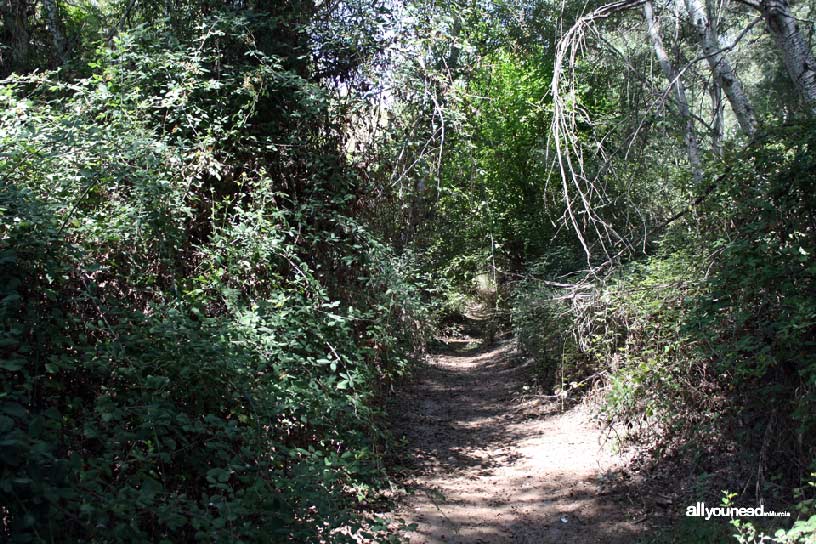 Sotos y Bosques de Ribera de Cañaverosa