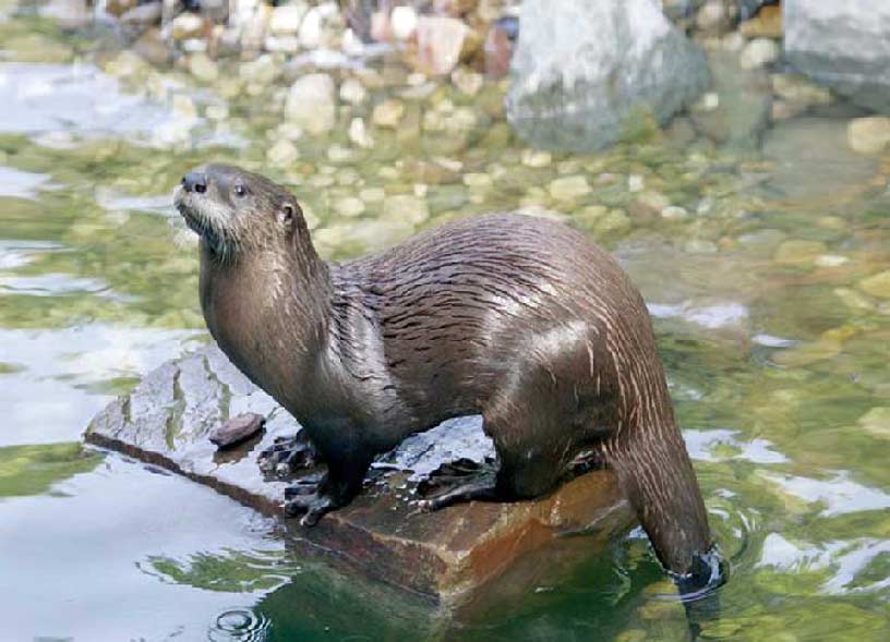 Sotos y Bosques de Ribera de Cañaverosa. Nutria