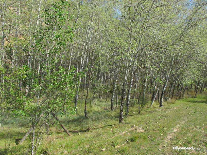  Bosques de Ribera de Cañaverosa. Senda la Huertecica