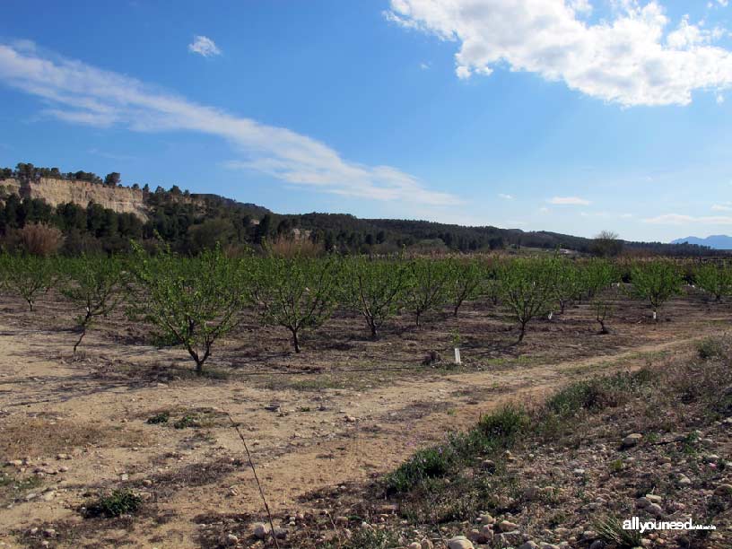 Groves and Forests of Cañaverosa Riverside