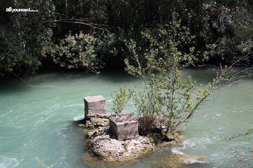 Groves and Forests of Cañaverosa Riverside