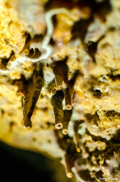 Cueva del Puerto en Calasparra