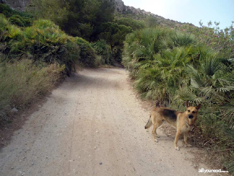 Sendero Cabezo de la Fuente. Calblanque