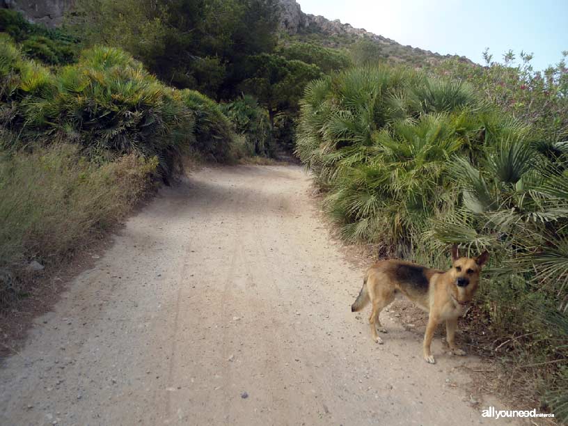 Sendero Cabezo de la Fuente. Calblanque