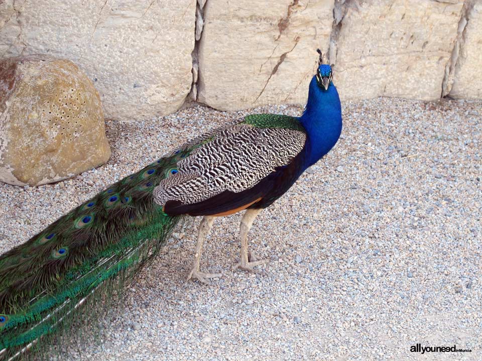 Pavo Real. Castillo de la Concepción. Cartagena. Castillos de España