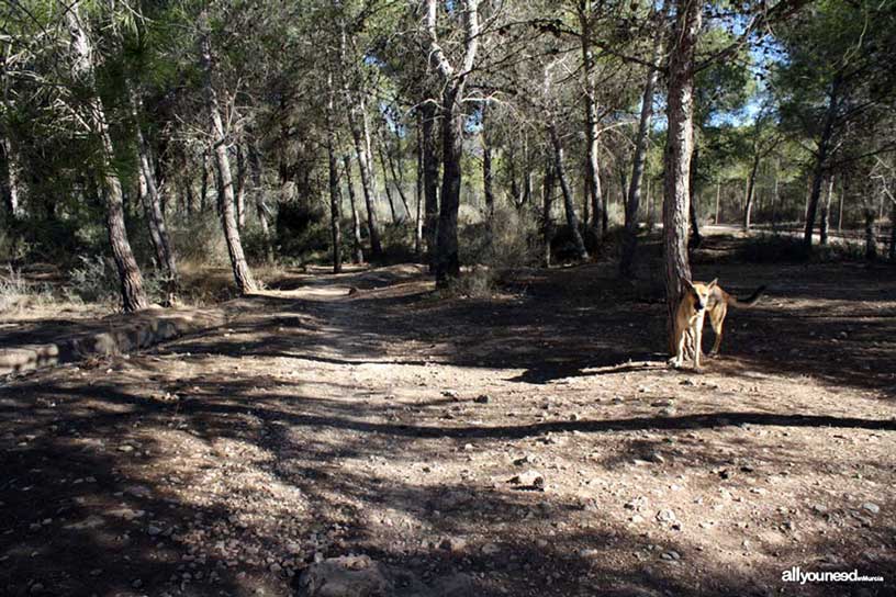 Parque de Tentegorra en Cartagena