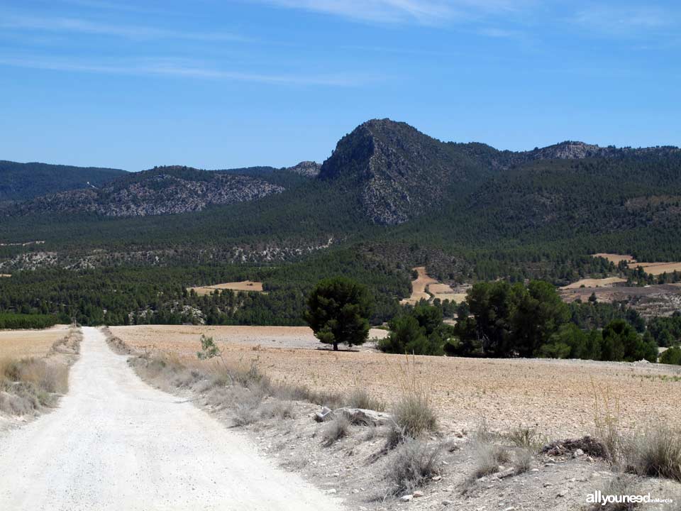 Picking in Sierra de Burete, between Cehegín and Bullas