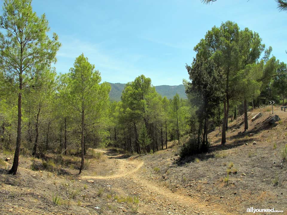   A por setas. Sierra de Burete, entre Cehegín y Bullas