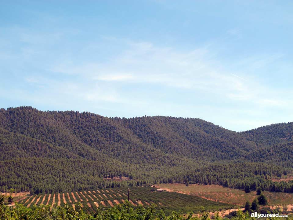 Picking in Sierra de Burete, between Cehegín and Bullas