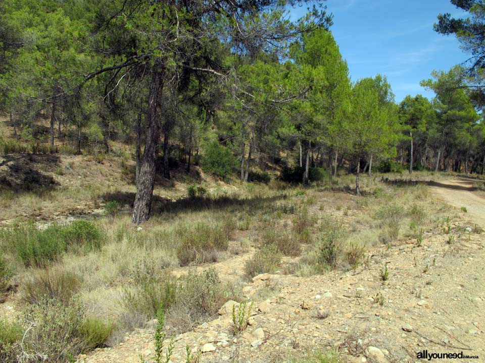 Picking in Sierra de Burete, between Cehegín and Bullas