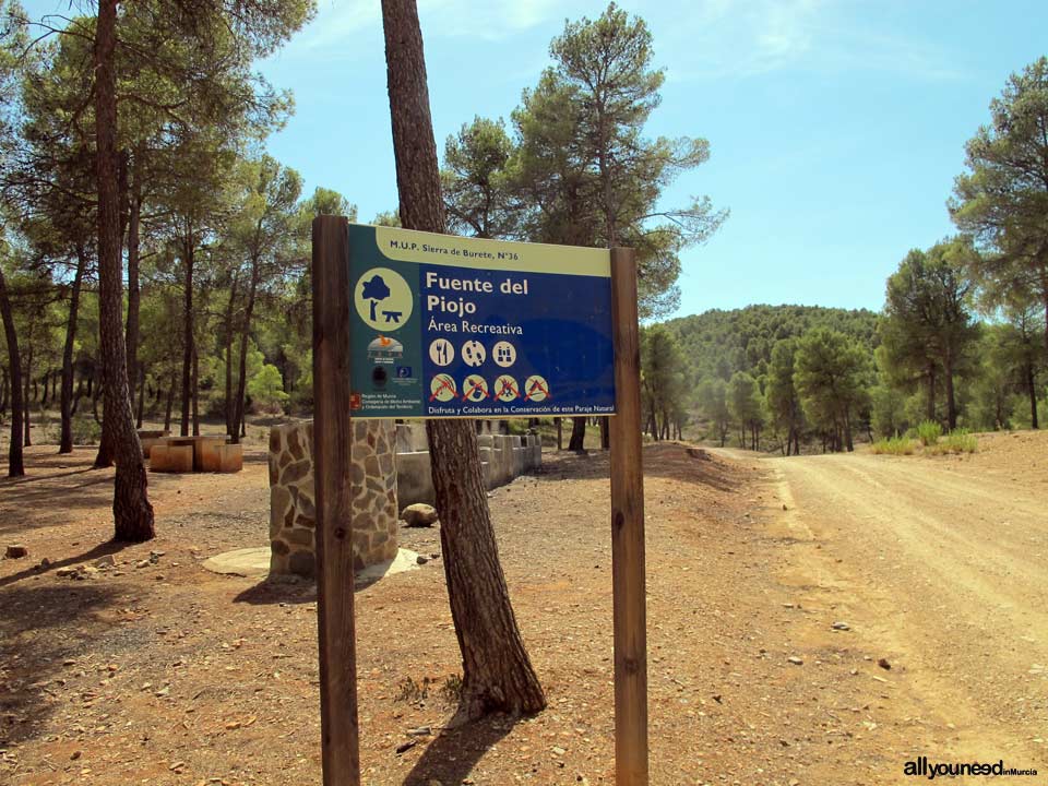 Picking in Sierra de Burete, between Cehegín and Bullas