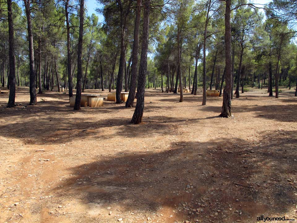 Picking in Sierra de Burete, between Cehegín and Bullas