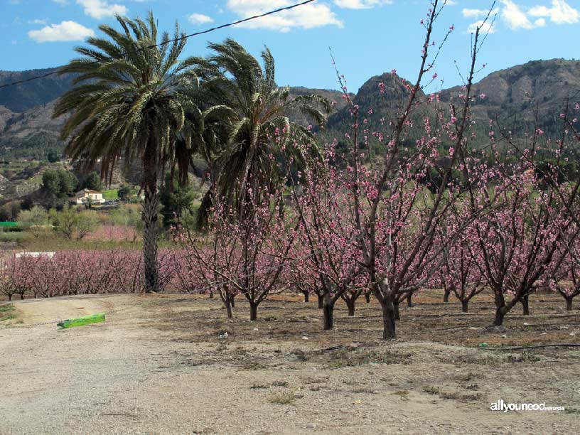 La Floración de Cieza La Floración de Cieza