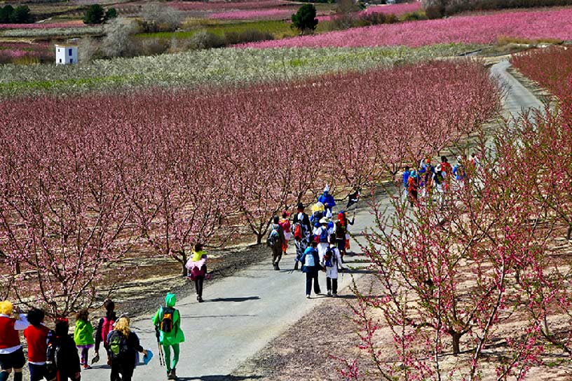La Floración de Cieza La Floración de Cieza