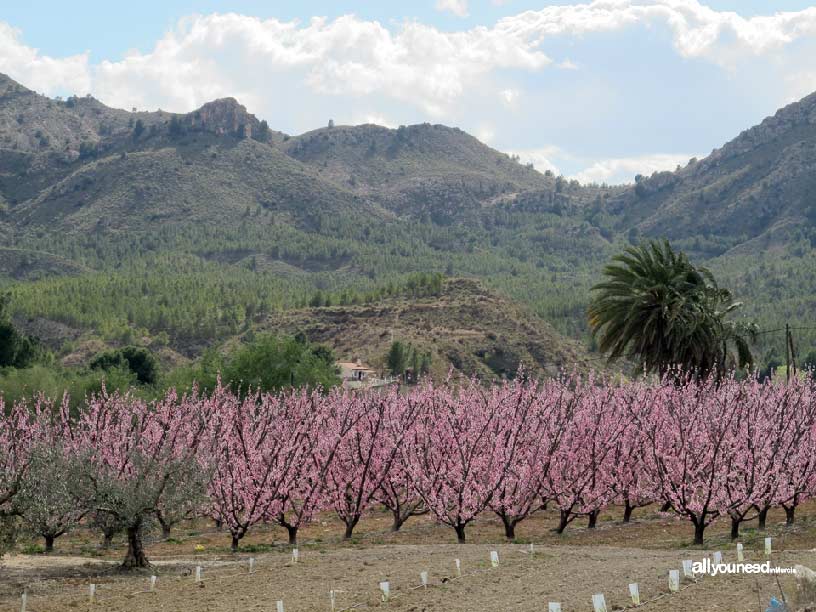 La Floración de Cieza La Floración de Cieza