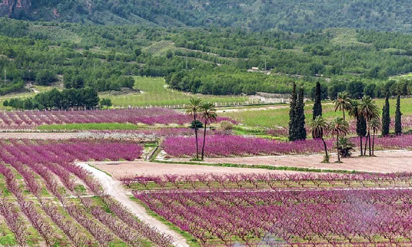 La Floración de Cieza La Floración de Cieza