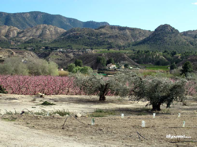 La Floración de Cieza La Floración de Cieza