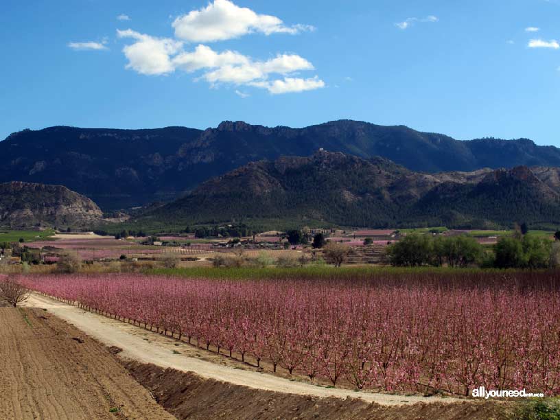 La Floración de Cieza La Floración de Cieza