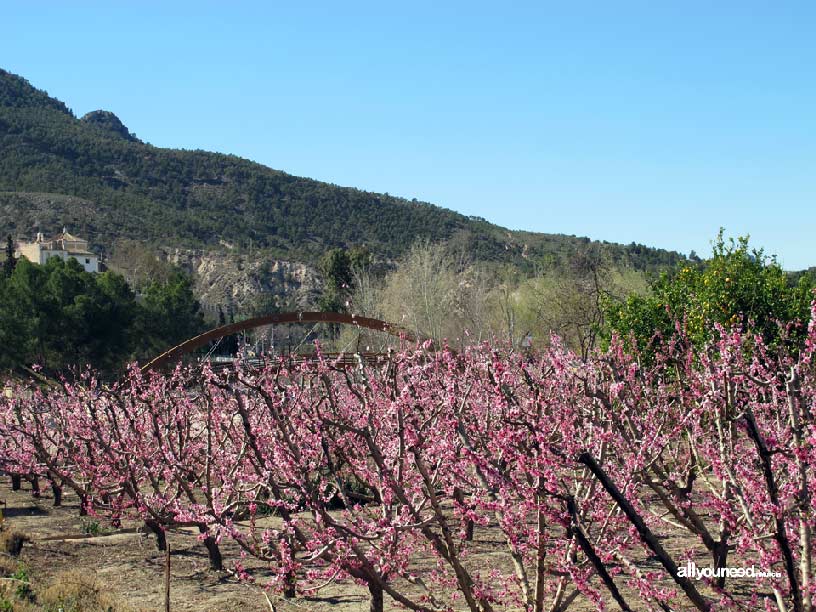 La Floración de Cieza