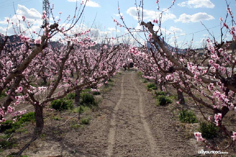 La Floración de Cieza La Floración de Cieza