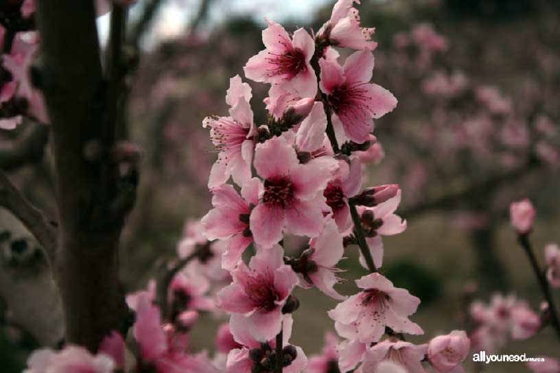 La Floración de Cieza La Floración de Cieza