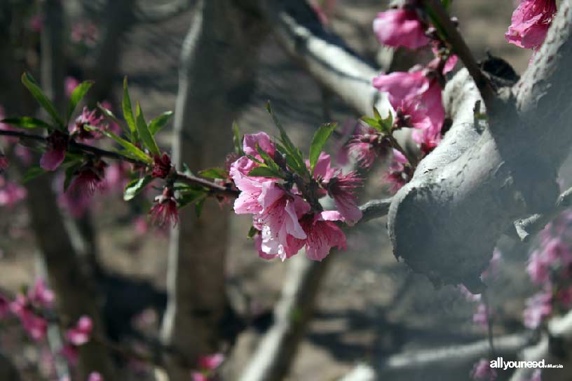 La Floración de Cieza La Floración de Cieza