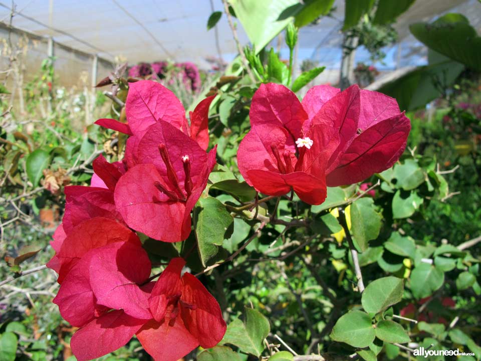 Villa Garden Golf greenhouse and gardening. Los Belones - La Manga