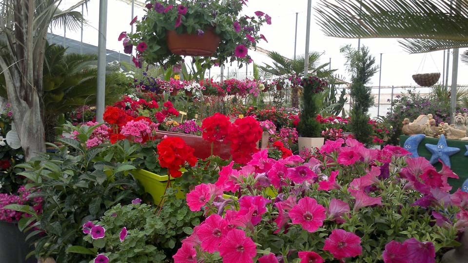 Villa Garden Golf greenhouse and gardening. Los Belones - La Manga