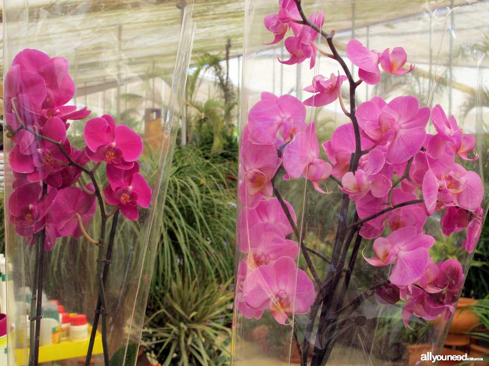Villa Garden Golf greenhouse and gardening. Los Belones - La Manga