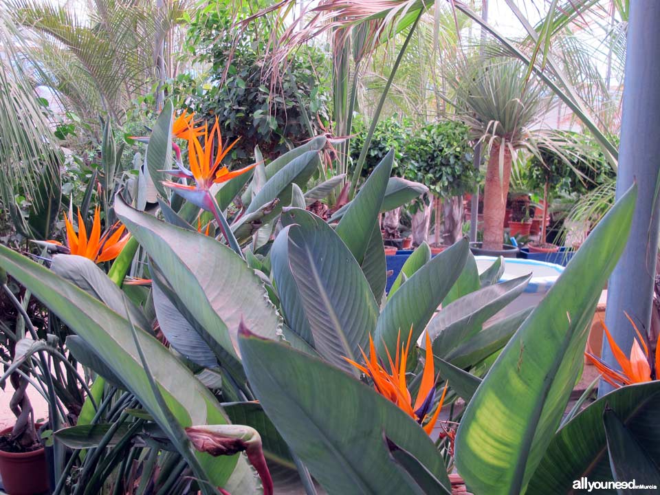 Villa Garden Golf greenhouse and gardening. Los Belones - La Manga