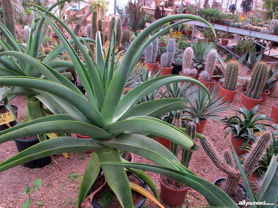 Villa Garden Golf greenhouse and gardening. Los Belones - La Manga