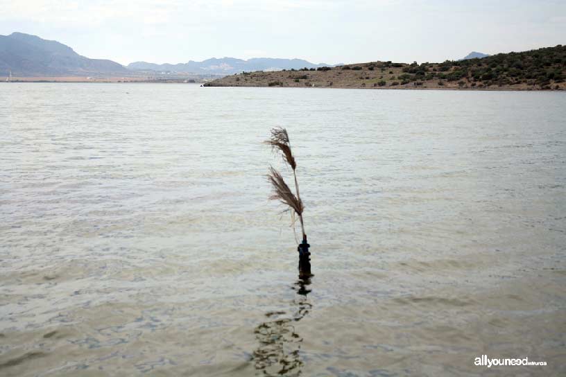 Isla del Ciervo en el Mar Menor. Sendero submarino y marcas