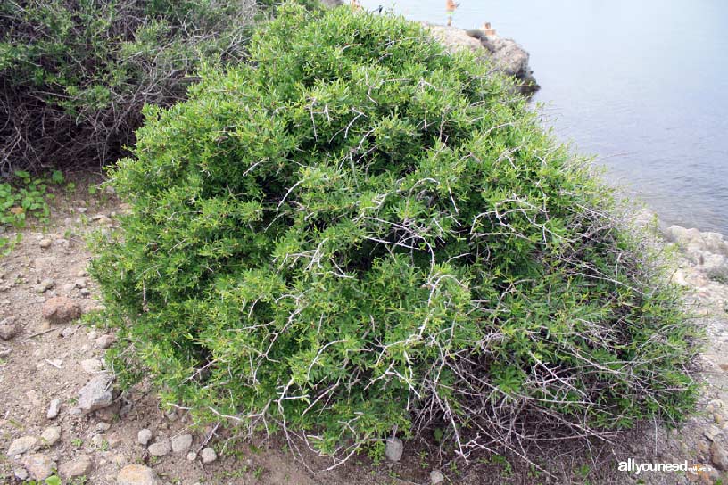 Ciervo Island in Mar Menor