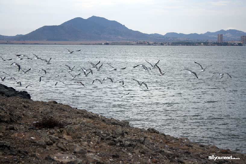 Isla del Ciervo en el Mar Menor. Gaviotas