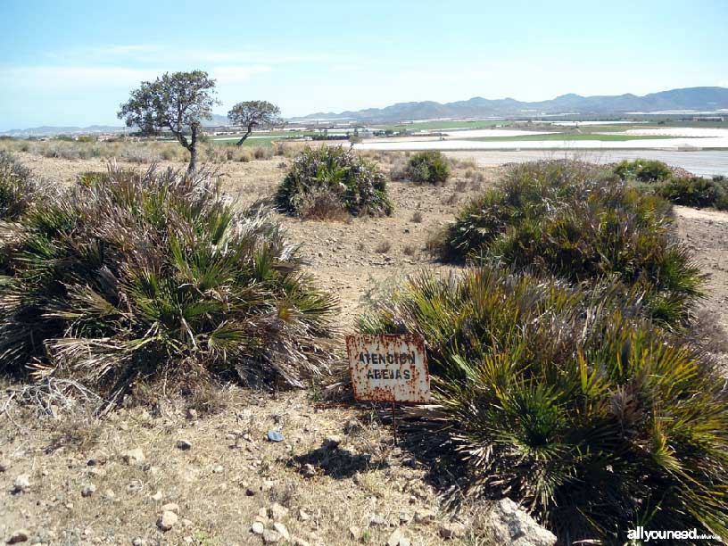 El Carmolí pathway