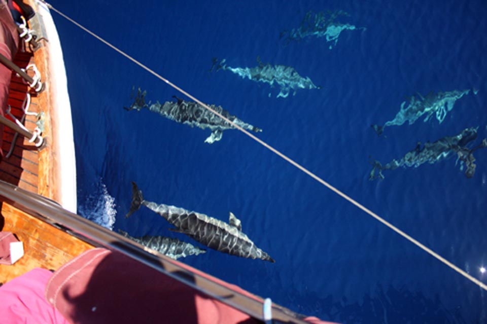 Cetaceans and Sailing