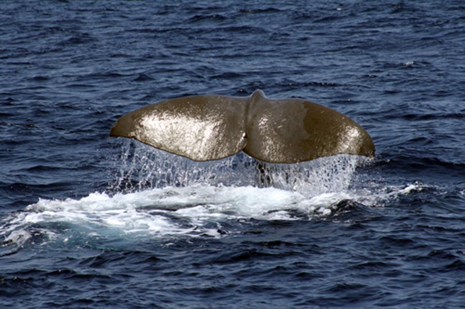 Cetaceans and Sailing